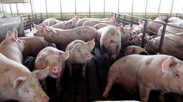 US pork producers in 2023 are looking at their least profitable year on record