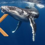 XRP Whales Unleash Trading Fury, Move $31 Million