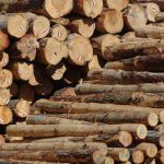 Log export prices firm as sales to China pick up