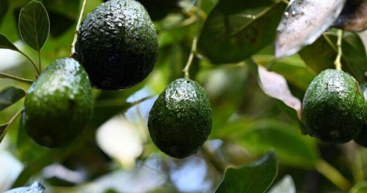 How America’s love of avocados is affecting Mexico’s forests