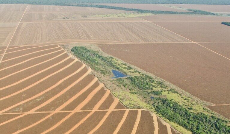 Major soy producers announce improved deforestation commitments—with caveats