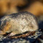 Golden mole not seen for 80 years and presumed extinct is found again in South Africa