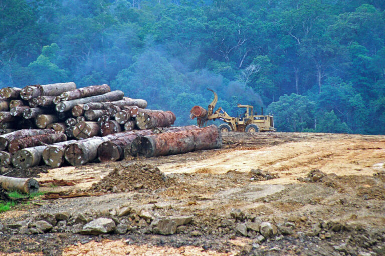 Investigation shows ‘shadow companies’ linked to Indonesia palm oil giant First Resources