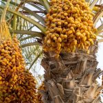 Saudi environment ministry initiates programs to propel agricultural sector growth