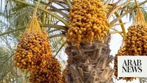 Saudi environment ministry initiates programs to propel agricultural sector growth