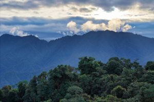 Science panel presents COP28 with blueprint for saving the Amazon