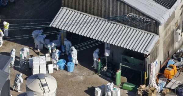 Japan detects season’s first bird flu case, to cull 40k birds: NHK, Asia News