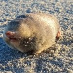 ‘A story of hope’: Scientists find elusive golden mole for the 1st time in 87 years