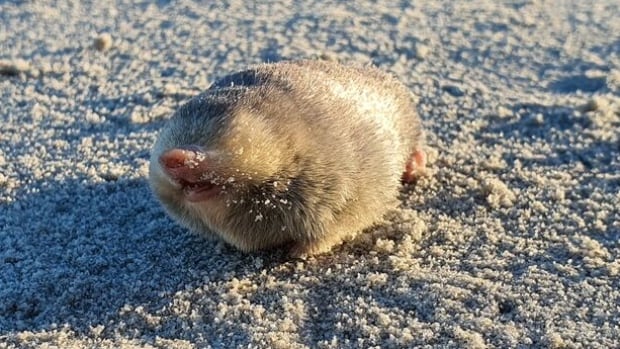 ‘A story of hope’: Scientists find elusive golden mole for the 1st time in 87 years