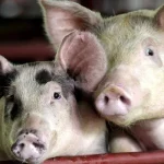 UK detects first human case of flu strain similar to pig virus