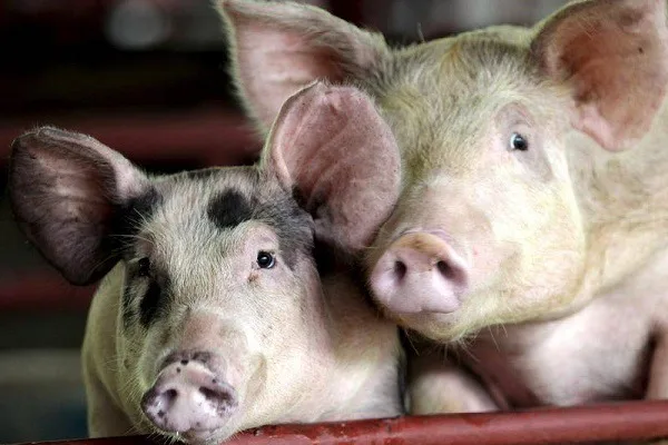 UK detects first human case of flu strain similar to pig virus