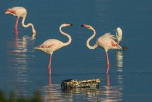 Tarout Island: Top Migrating Birds’ Destination