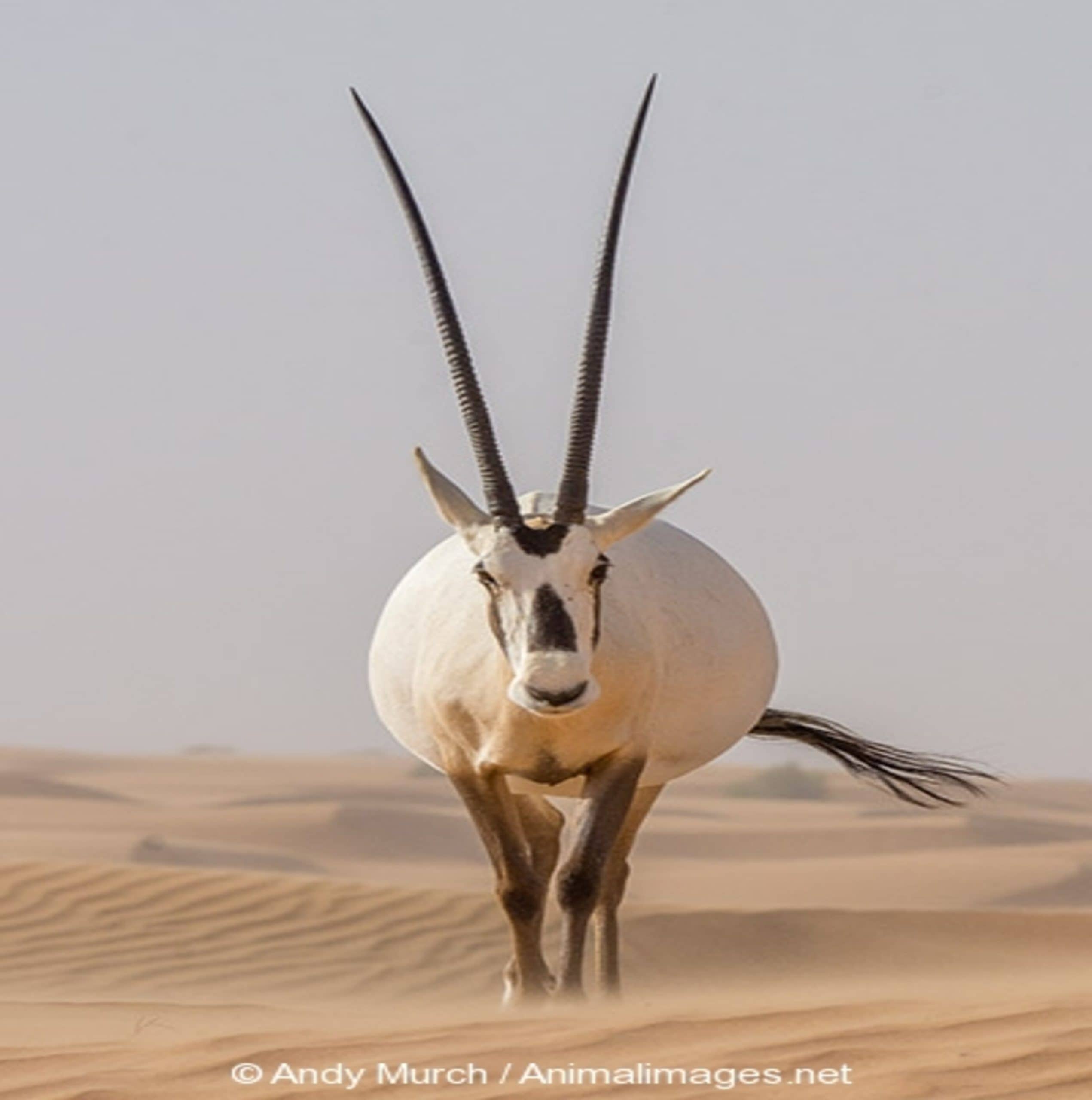 Saudi Wildlife: Arabian Oryx Remains Under Threat