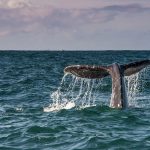 Whale watching on New Year’s? These are the most unique celebrations across the Americas