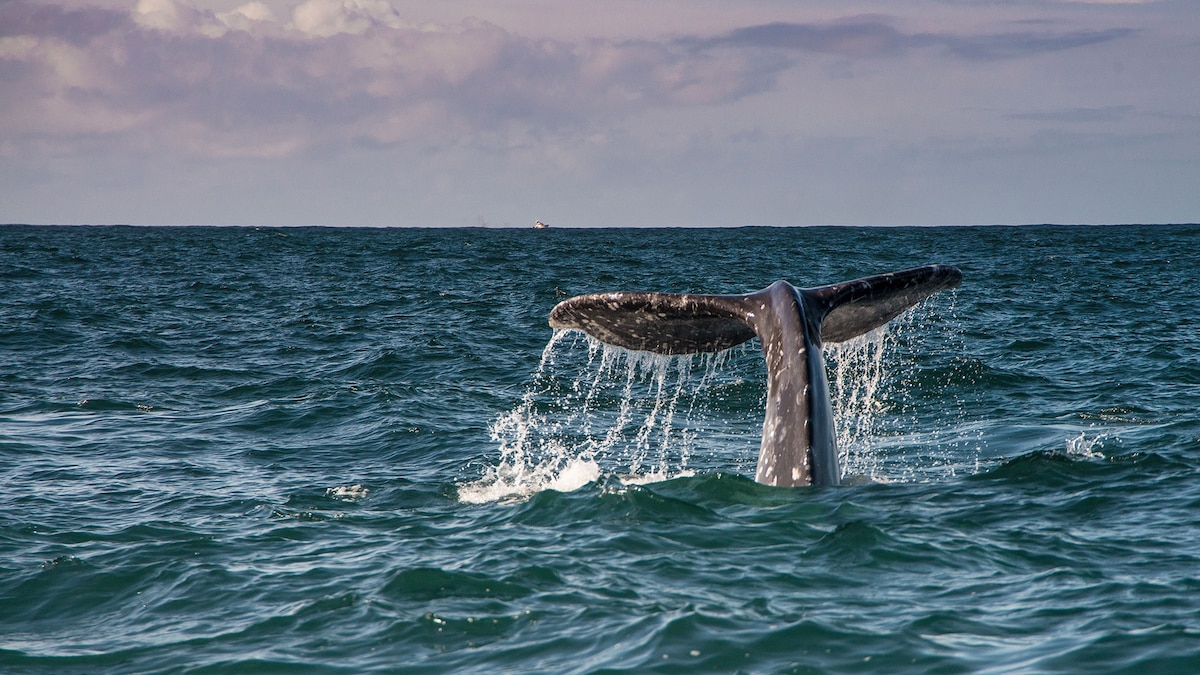 Whale watching on New Year’s? These are the most unique celebrations across the Americas