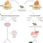 Cancer variant modeling in vivo