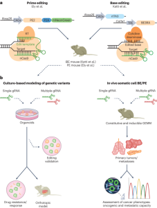 Cancer variant modeling in vivo