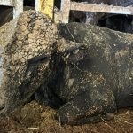 News24 | WATCH | NSPCA finds 3 dead cattle, puts down 5 more on ‘death ship’ docked in Cape Town