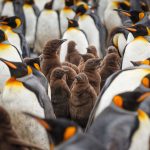 Antarctica’s Penguins Could Be Devastated by Avian Influenza