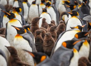 Antarctica’s Penguins Could Be Devastated by Avian Influenza