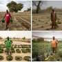 The zaï technique: How farmers in the Sahel grow crops with little to no water