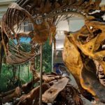 The first dinosaur was named 200 years ago. We know so much more now, World News