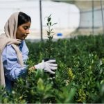 Saudi Expands Green Areas in Al Qatif