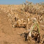 EL NIÑO TOLL: South Africa’s neighbours bear the brunt of dry weather pattern