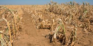 EL NIÑO TOLL: South Africa’s neighbours bear the brunt of dry weather pattern