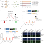 Near-cognate tRNAs increase the efficiency and precision of pseudouridine-mediated readthrough of premature termination codons