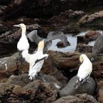 News24 | Endangered Cape gannets at risk after suspected fish oil spill