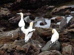 News24 | Endangered Cape gannets at risk after suspected fish oil spill