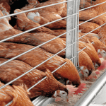 Middlemen’s greediness resposinbile for rising cost of egg — PAN