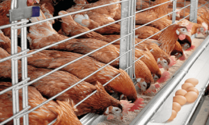 Middlemen’s greediness resposinbile for rising cost of egg — PAN