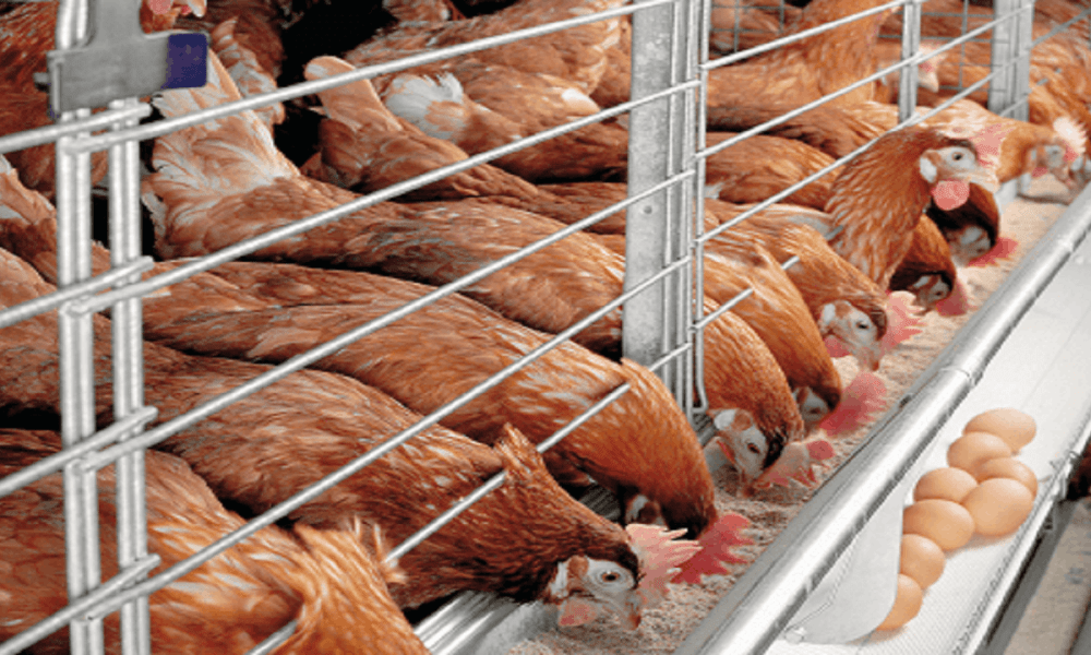 Middlemen’s greediness resposinbile for rising cost of egg — PAN