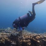 Hotter seas lead to coral bleaching along Colombia’s coast, 2023 expeditions find