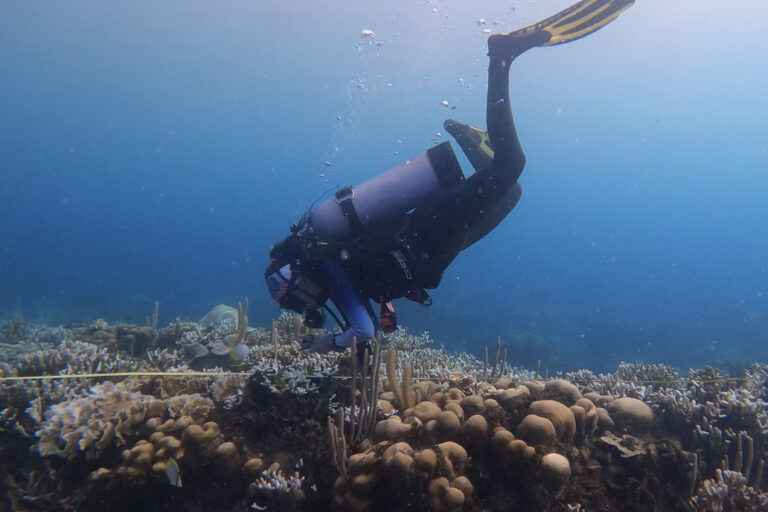 Hotter seas lead to coral bleaching along Colombia’s coast, 2023 expeditions find