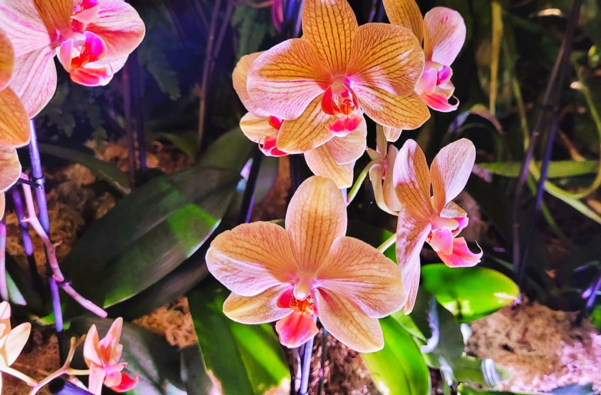 Radiant beauty: Orchids at Night on display in London