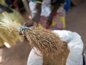 ‘Women farmers are invisible’: A West African project helps them claim their rights — and land