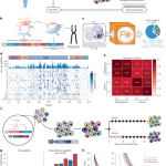 High-throughput evaluation of genetic variants with prime editing sensor libraries