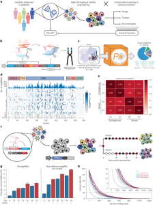 High-throughput evaluation of genetic variants with prime editing sensor libraries