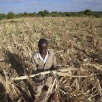 In a cycle of extreme weather, drought in southern Africa leaves some 20 million facing hunger