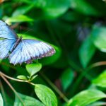 A Butterfly Refuge in Key West