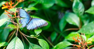 A Butterfly Refuge in Key West