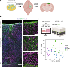 Glia-enriched cortical organoids implanted in mice capture astrocyte diversity