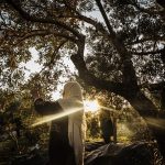 Another casualty of escalating clashes in the West Bank: The Palestinian olive harvest