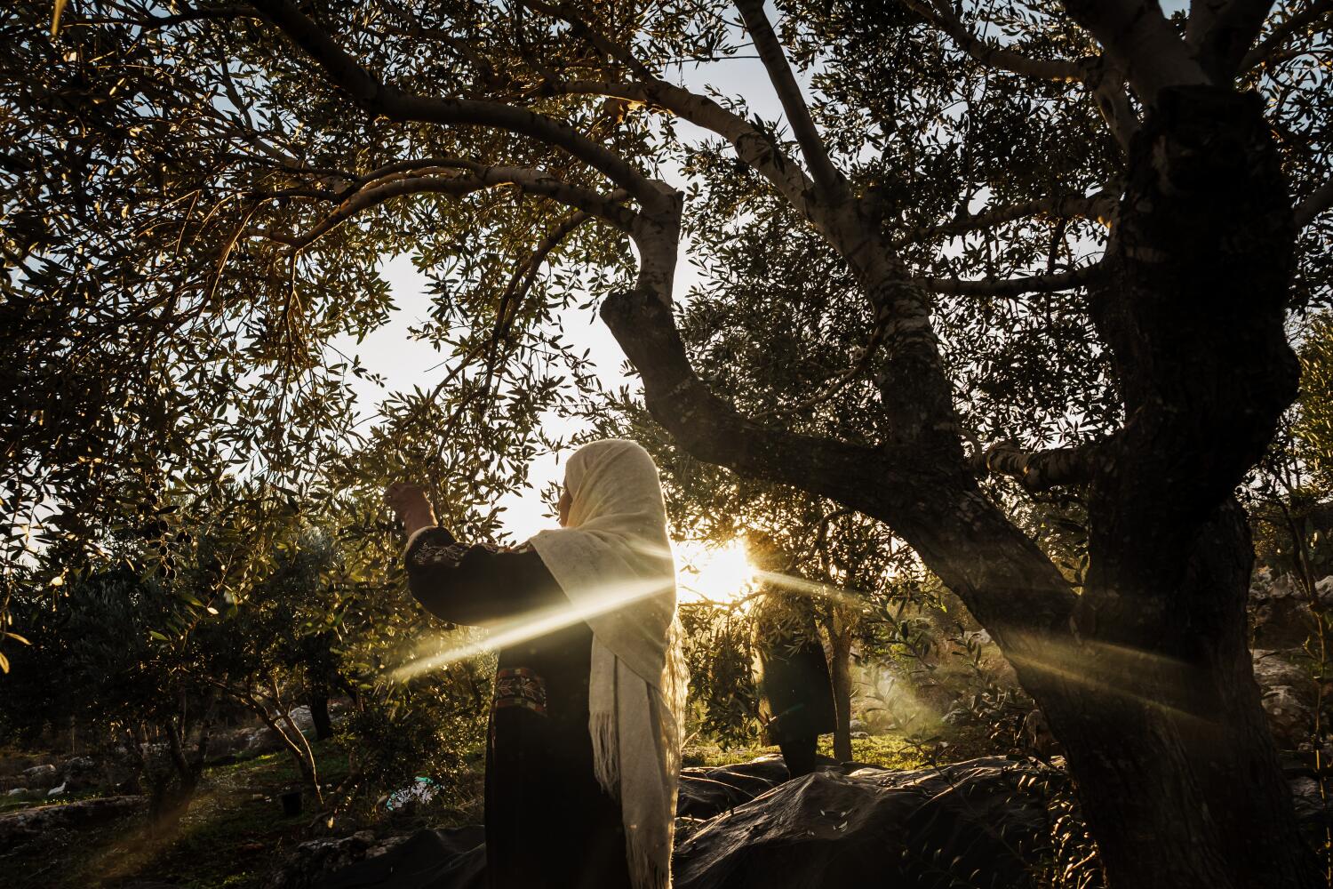 Another casualty of escalating clashes in the West Bank: The Palestinian olive harvest