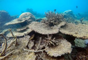 Mass coral reef bleaching event looms