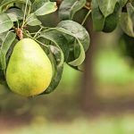 Scientists Sequence Genome of D’Anjou Pear