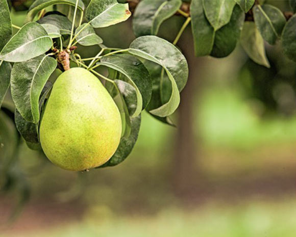 Scientists Sequence Genome of D’Anjou Pear